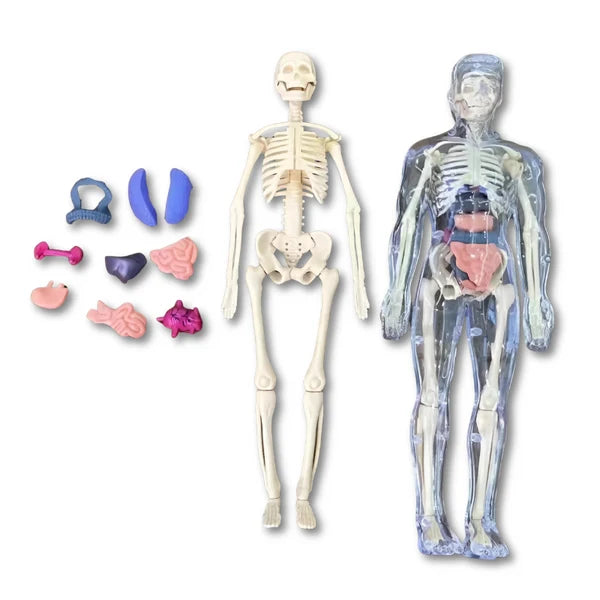 BodyLearn - 3D Human Anatomy Puzzle