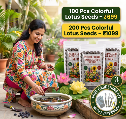 100 PCS Mixed Color Bowl Lotus Seeds | Easy to Grow