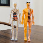 BodyLearn - 3D Human Anatomy Puzzle