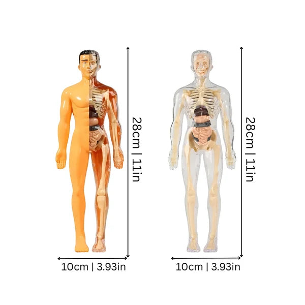 BodyLearn - 3D Human Anatomy Puzzle